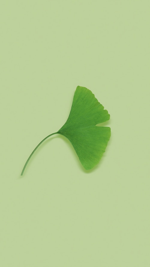 Minimalist Ginkgo Leaf Artwork
