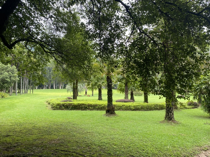 Green park with palm trees and manicured lawns