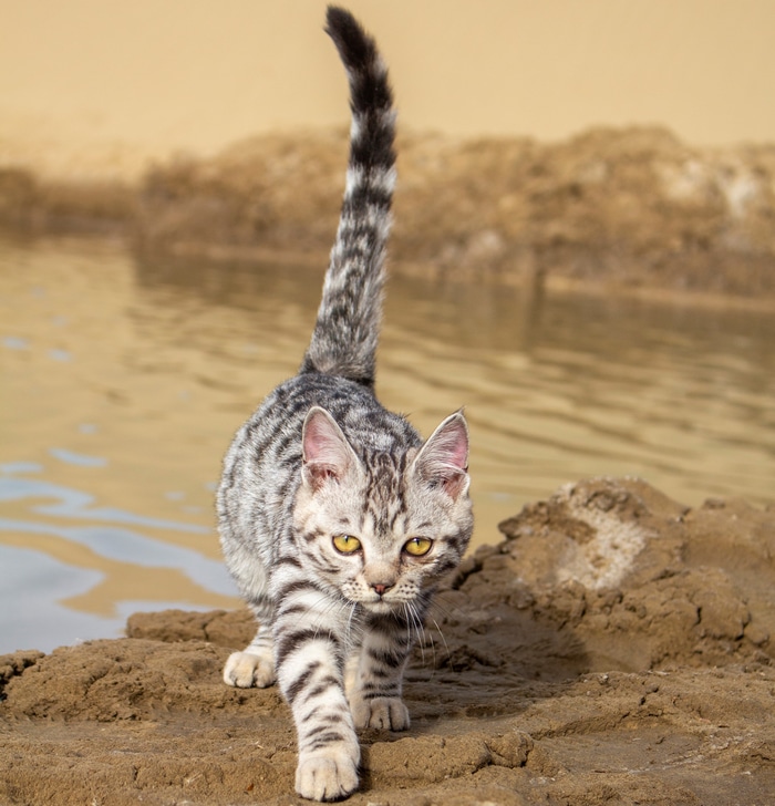 A tabby kitten walks on the shore
