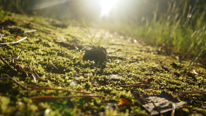 4K Macro shot of mossy ground with sunlight
