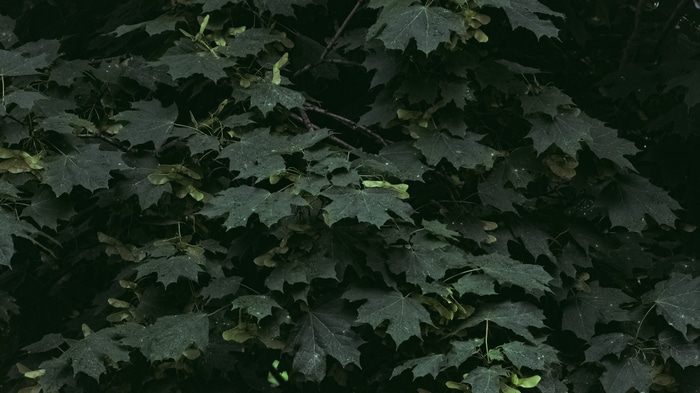 Dark green maple leaves with samaras