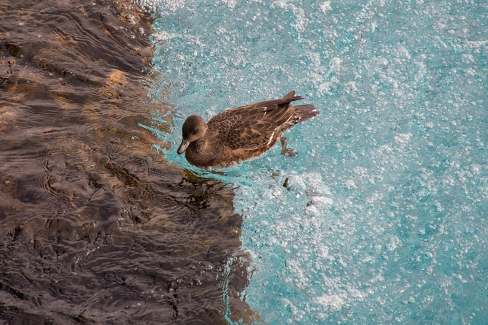 A brown duck swims in blue water with brown water