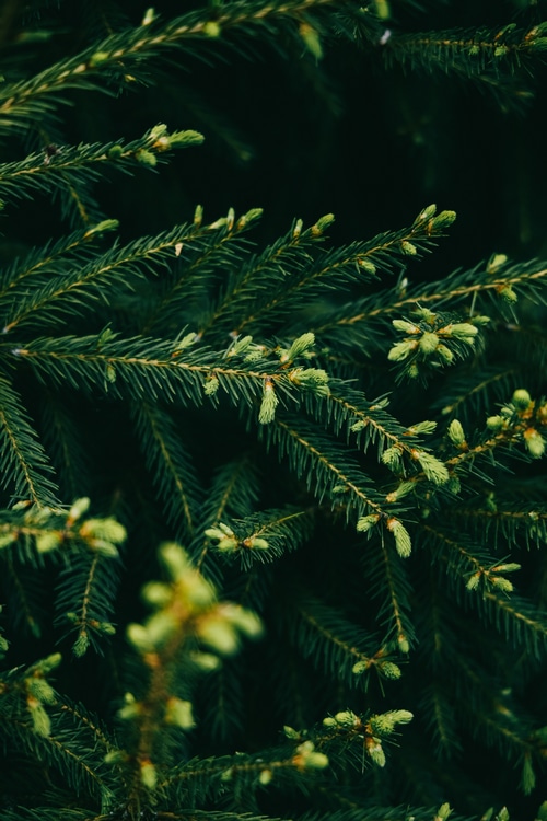 4K green pine tree branches