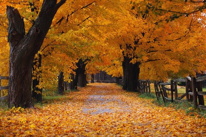 Autumn road lined with trees in Ontario, Canada