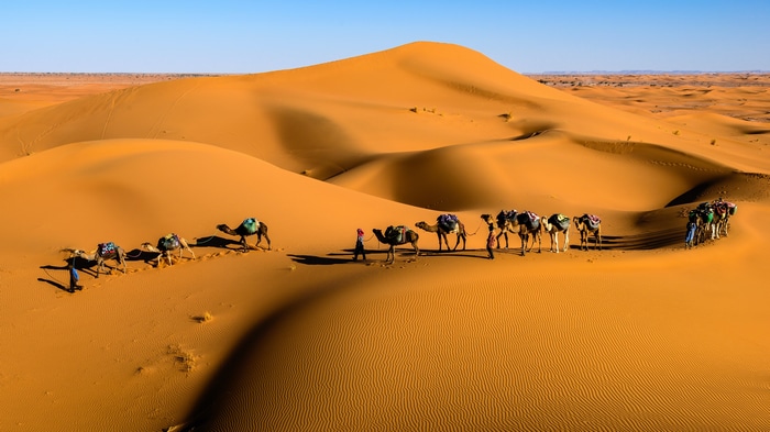 Camels and people walking through desert dunes