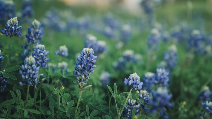 4K Texas Bluebonnet Flowers in a Field