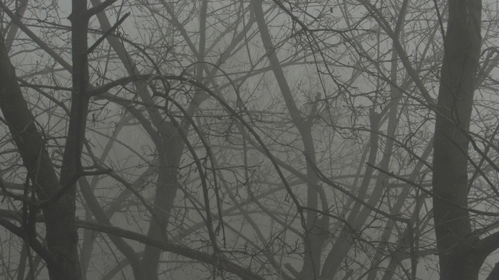 Bare trees in a misty, monochrome forest