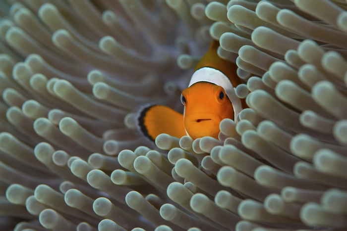 4K Clownfish in Sea Anemone