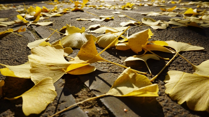 Yellow ginkgo leaves on the ground