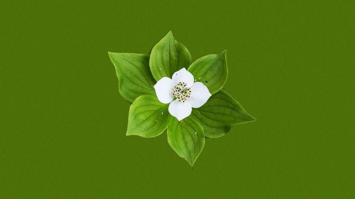 White flower with green leaves on a green background