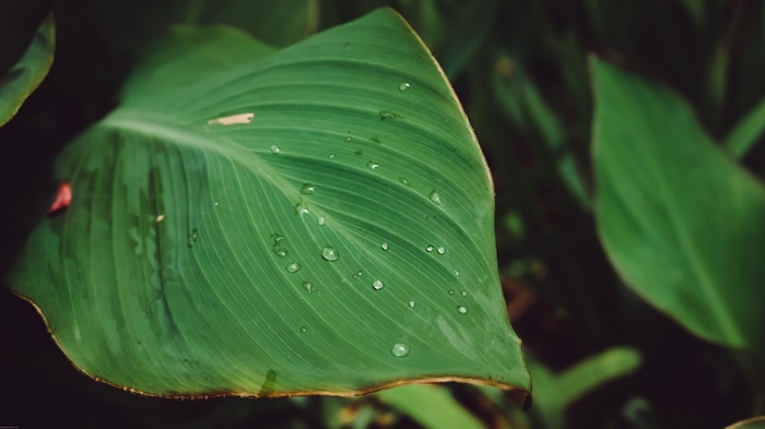 Green leaves with water drops in a botanical garden