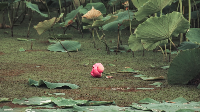 4K Lotus Flower Garden