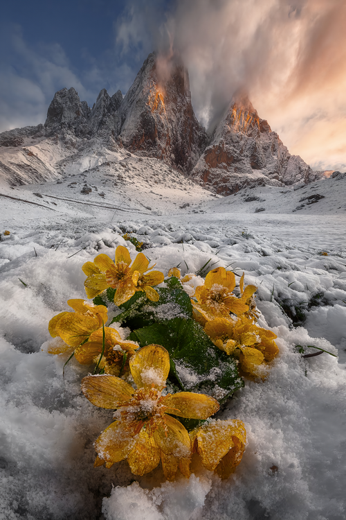 Yellow flowers in snow with Dolomites mountains