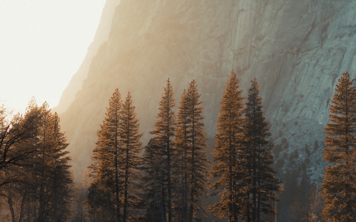 Pine trees in front of a mountain at sunset