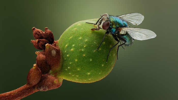 4K, insect, Fly, branch, wings, macro, nature, HD Wallpaper | Rare Gallery