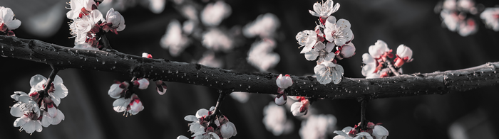 4K Close-up of Apricot Blossoms on a Branch
