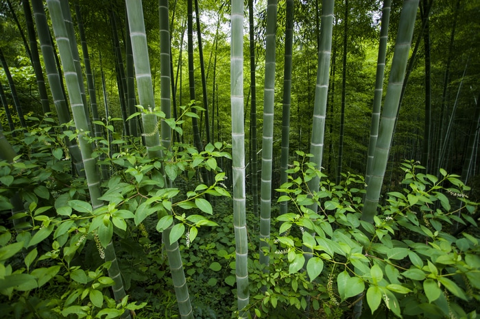 4K Bamboo Forest Landscape