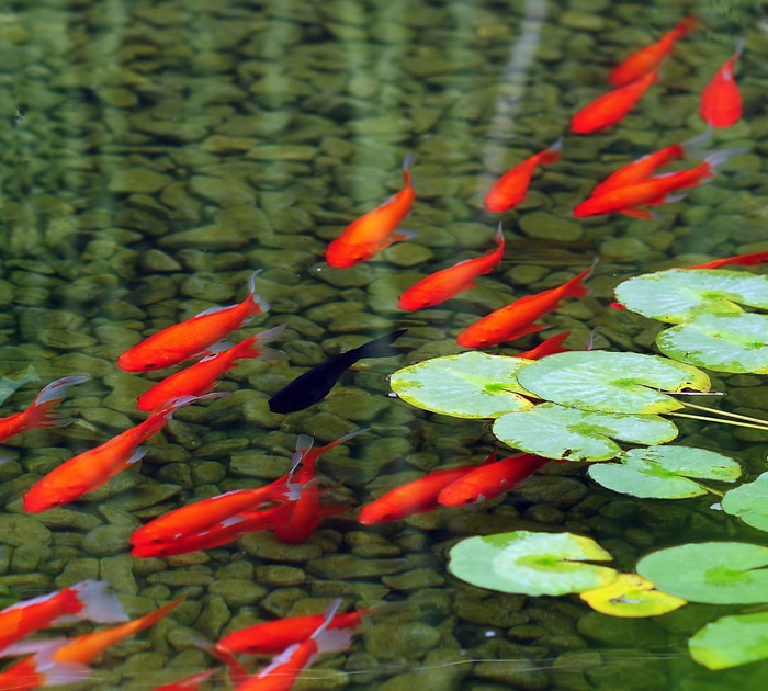 A school of goldfish swims in a pond with lily pads