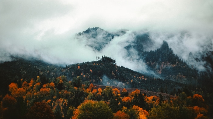 4K Washington forest landscape in fall with mist