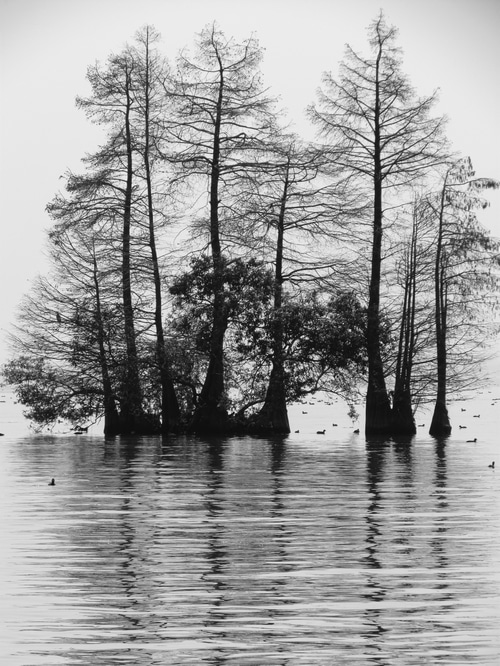 Monochrome trees reflected in water with ducks
