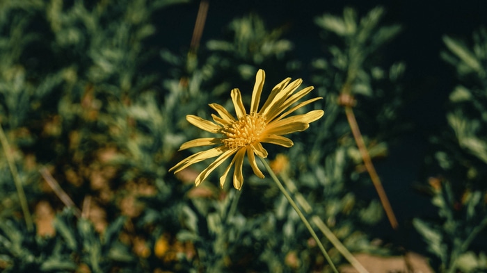 Yellow flower with green blurred background