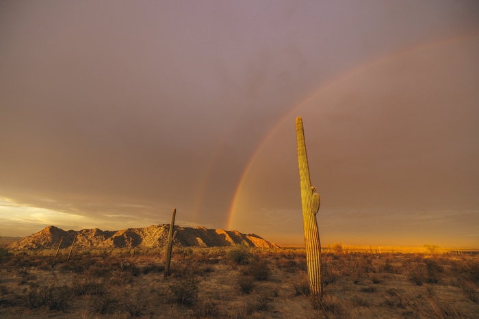 Desert landscape with saguaro cactus and double rainbow