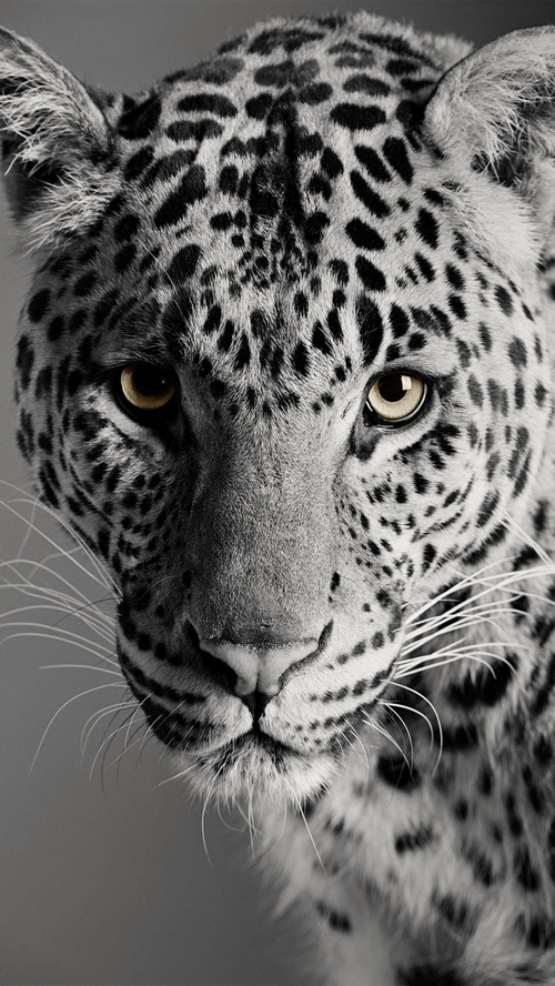 Close-up portrait of a leopard's face