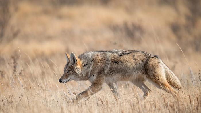 Coyote walking through dry grass