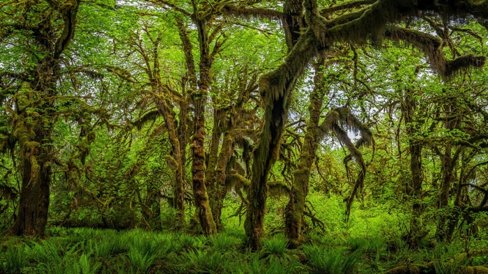 Moss-covered trees in Olympic National Park, Washington