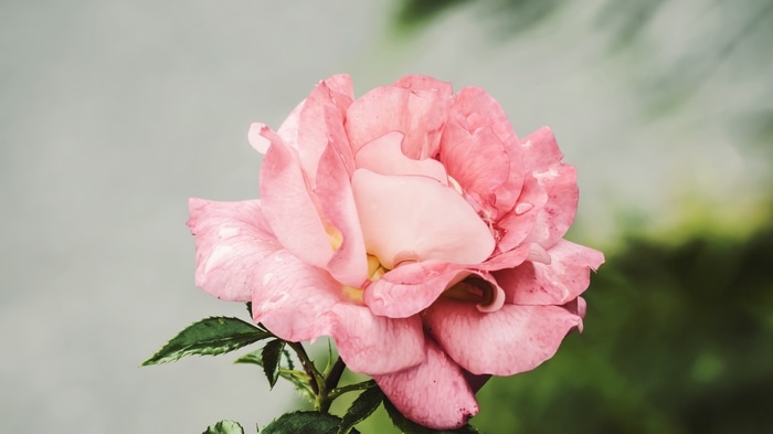 Pink rose with water drops and blurry background
