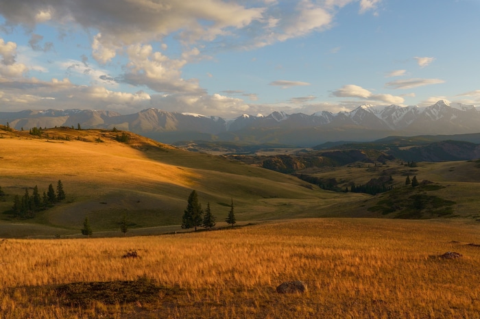 Golden field and snowy mountains under a cloudy sky