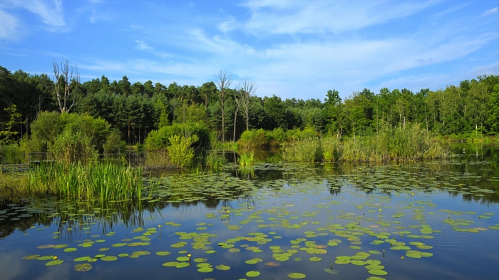 4K nature landscape with trees and water lilies in Poland