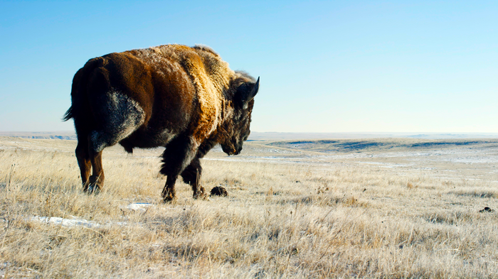 Bison in a winter landscape