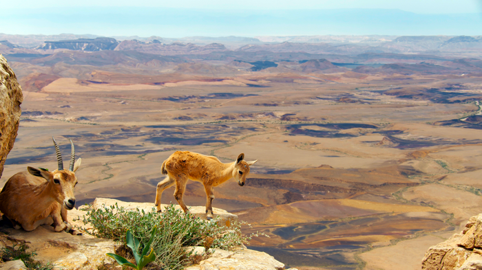 4K Planet Earth II BBC goats in desert landscape