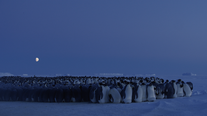 4K Antarctica Penguins and Moon