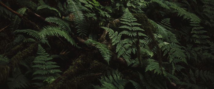 4K ferns and moss in a forest