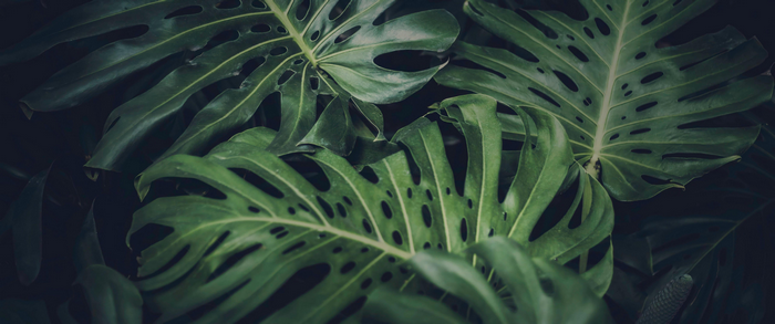 4K Monstera Deliciosa leaves in green nature