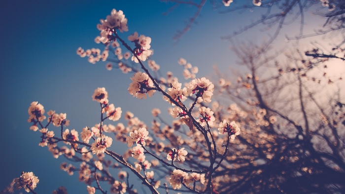 Cherry blossoms against a blue sky
