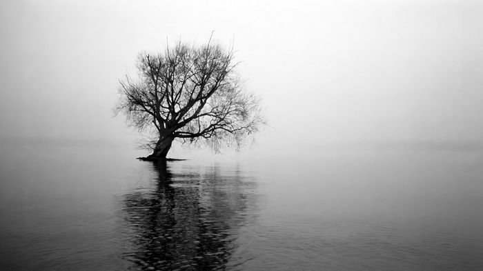 Minimalist monochrome image of a tree in mist
