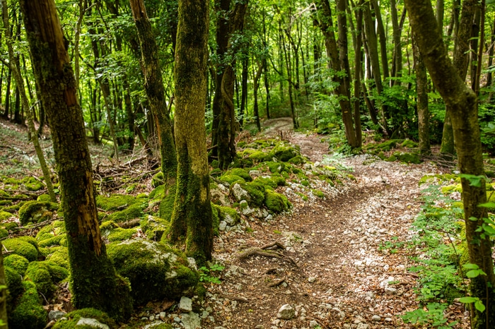 A winding forest path covered in moss and rocks