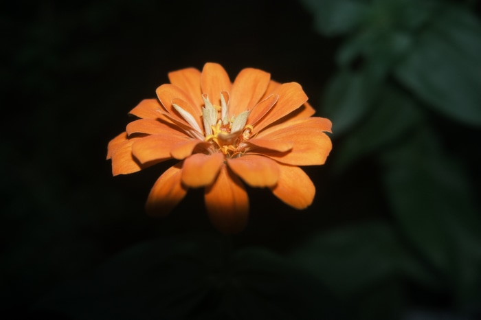 Orange flower with dark background
