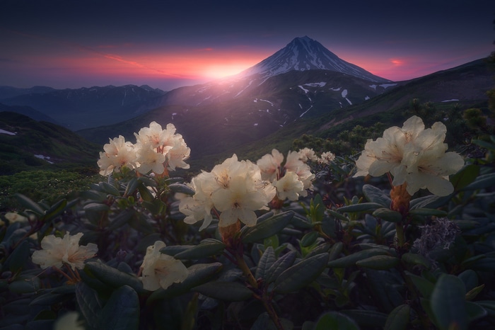 Flowers in front of a snowy mountain at sunset