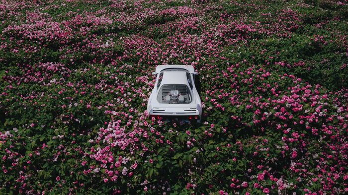 White car in a field of pink flowers