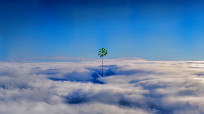 Palm tree above the clouds under a blue sky