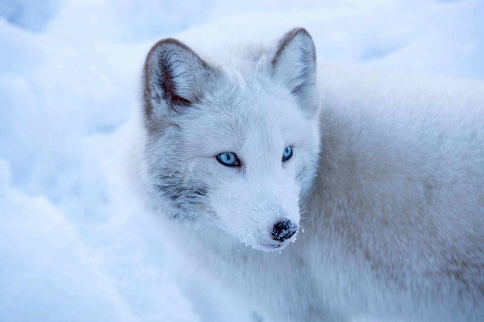 Arctic fox with blue eyes in the snow