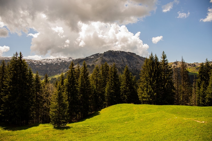 Green field with pine trees and mountains under clouds