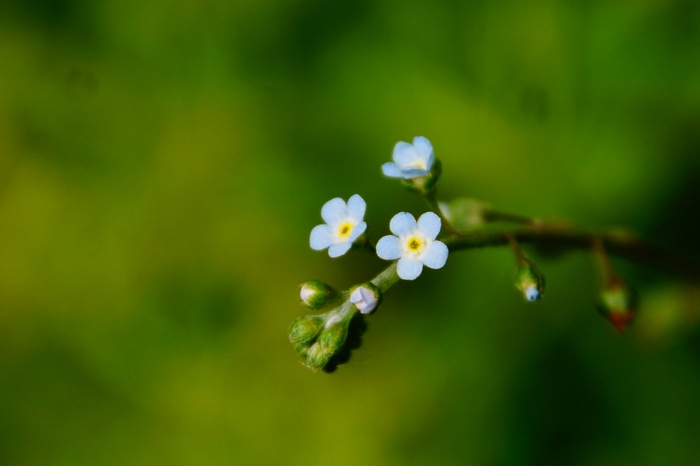 Close-up of delicate blue forget-me-not flowers