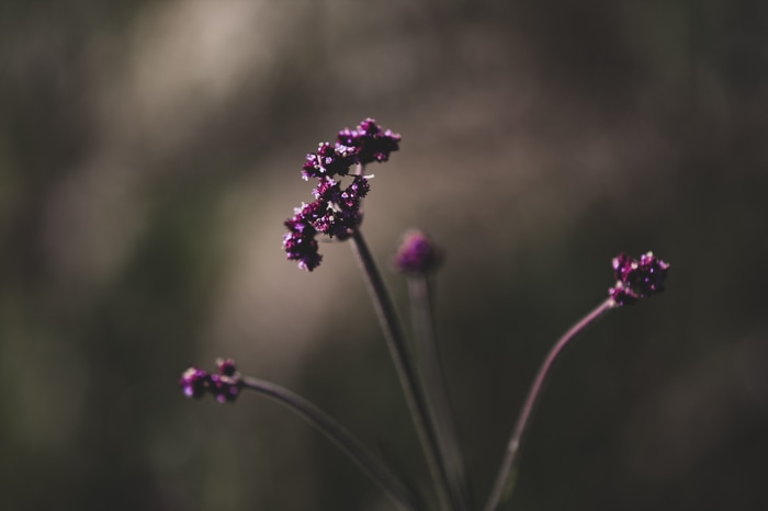 Purple flowers with blurred background