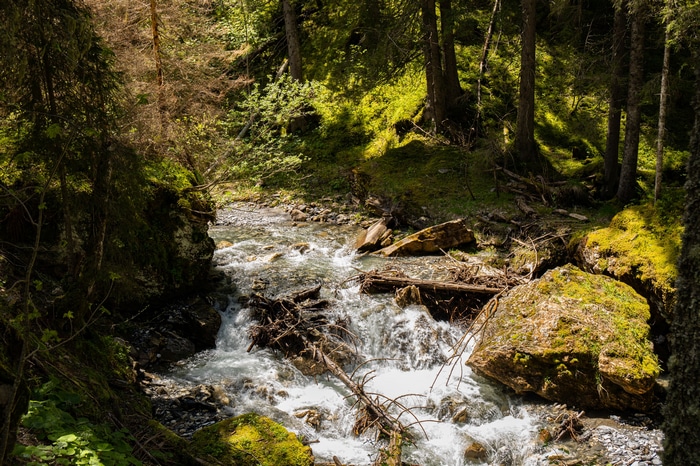Forest stream with mossy rocks and fallen trees
