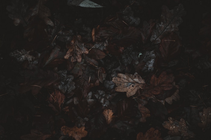 Dark, gloomy forest floor with fallen leaves